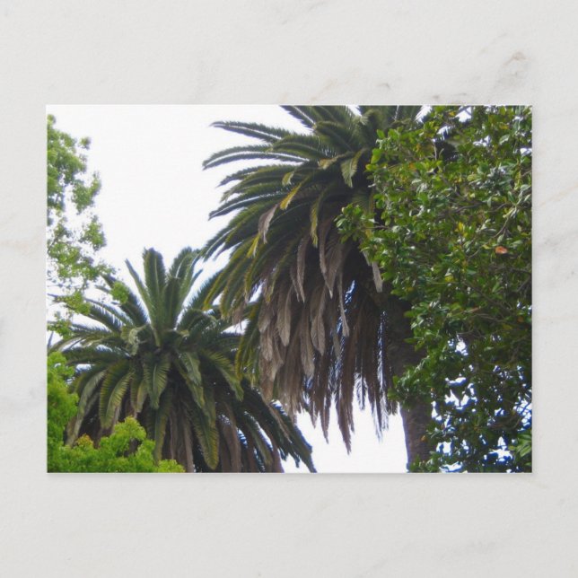 Palm Trees Postcard (Front)
