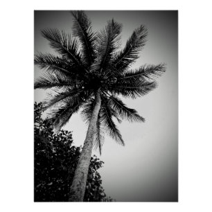 Palm trees poster