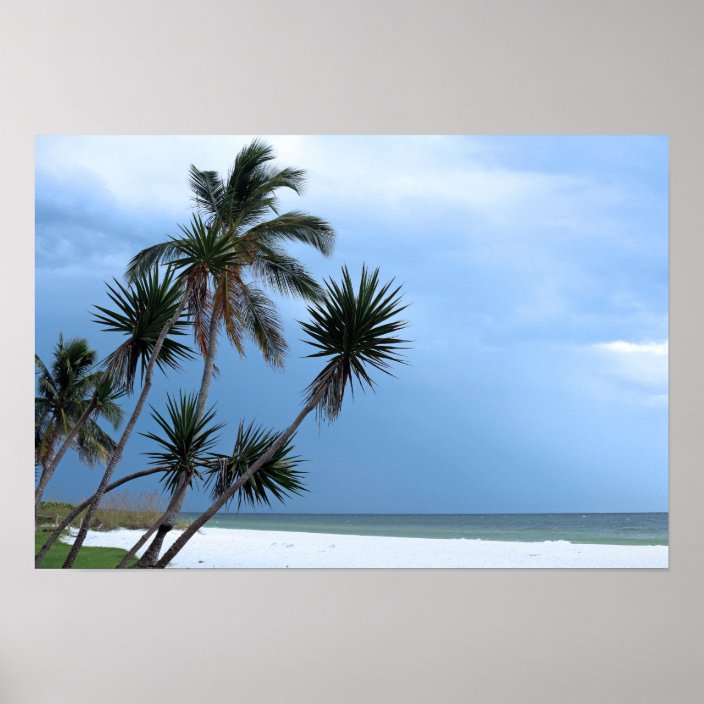 Palm Trees Poster