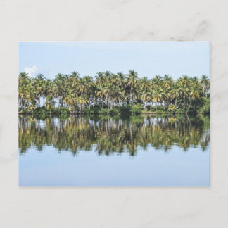 Palm Trees Reflected Postcard
