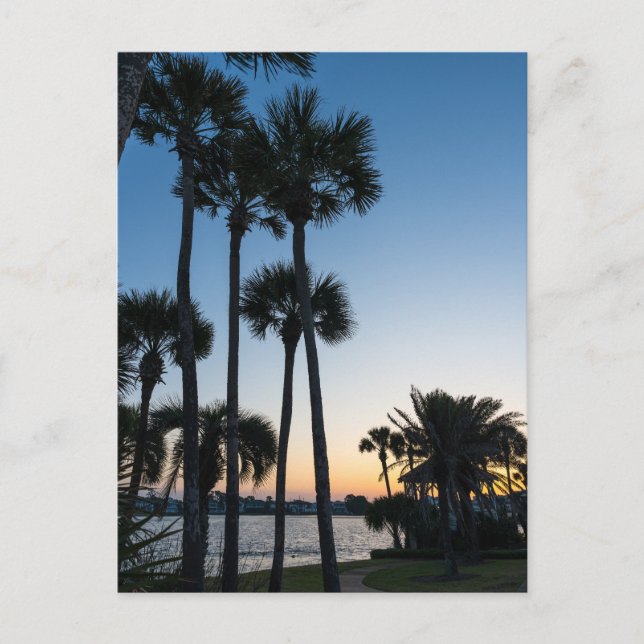 Palm Trees Sunrise Destin Florida Postcard (Front)