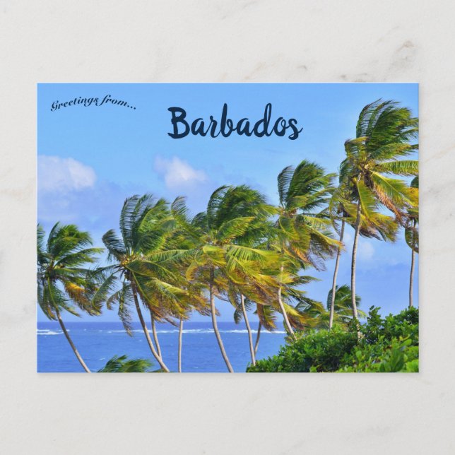 Palm Trees Swaying in Barbados Postcard (Front)