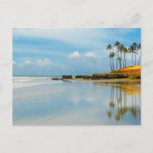 Palm Tropical Beach Coastal Destiny's Destiny Postcard