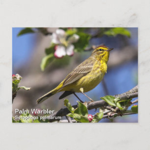 Palm Warbler Postcard