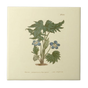 Palmated Violet Blue Illustration Ceramic Tile