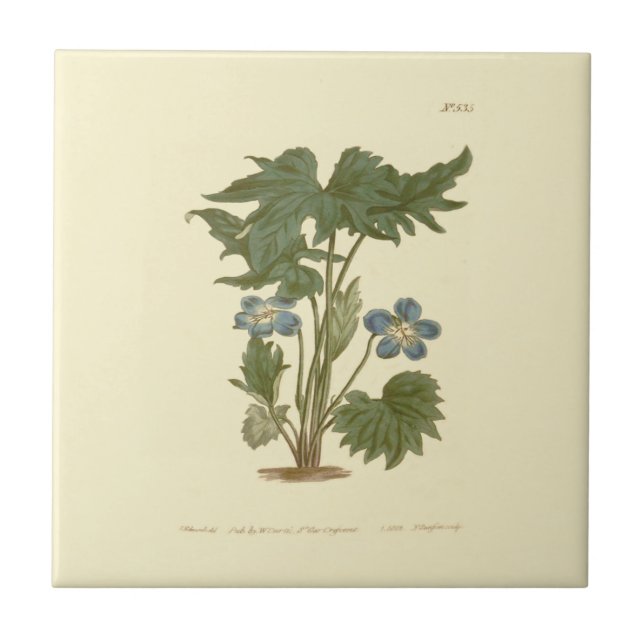 Palmated Violet Blue Illustration Ceramic Tile (Front)