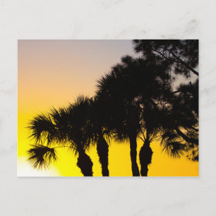 Palmetto and Pine Tree Sunrise, Port St. Lucie, FL Postcard