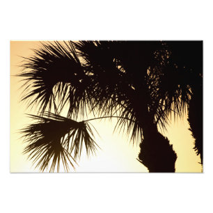 Palmetto Sunrise, Florida Photo Print
