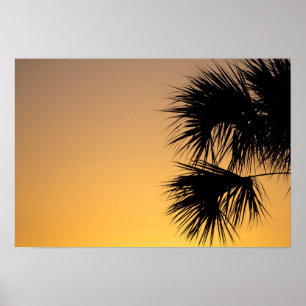 Palmetto tree, sunrise, Florida Poster