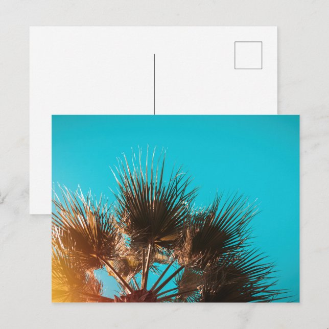Palms in Batumi Georgia Postcard (Front/Back)