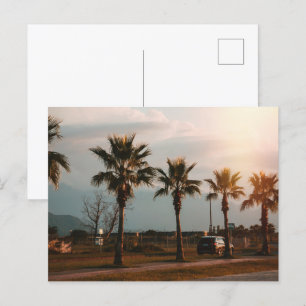 Palms in Batumi Georgia Postcard