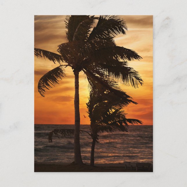 palms of paradise silhouette postcard (Front)
