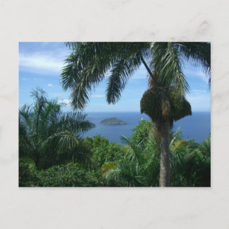 Palms Postcard
