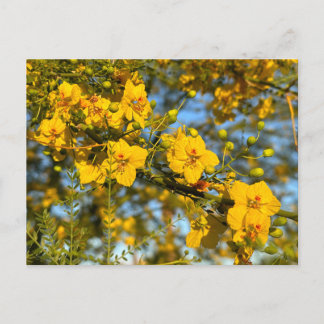 Palo Verde Blossoms in Spring Postcard