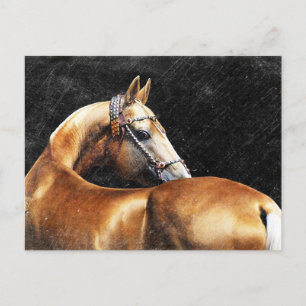 Palomino Akhal-teke stallion Postcard
