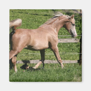 Palomino Arabian Magnet