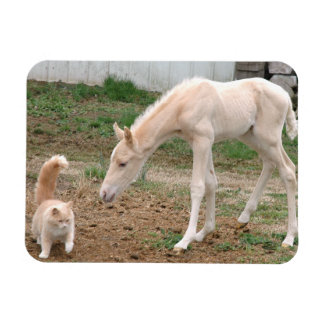 Palomino Baby Horse and Barn Cat Magnet