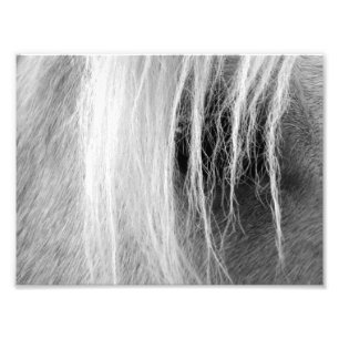Palomino Black and White Photo Print