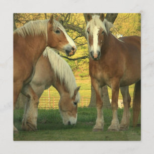 Palomino Draught Horses Invitation