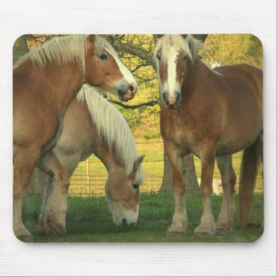 Palomino Draught   Horses Mouse Pad