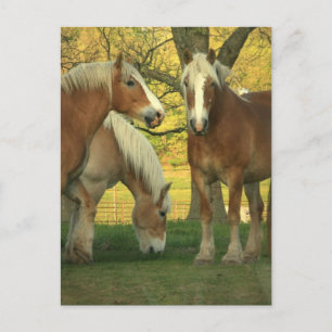 Palomino Draught Horses Postcard