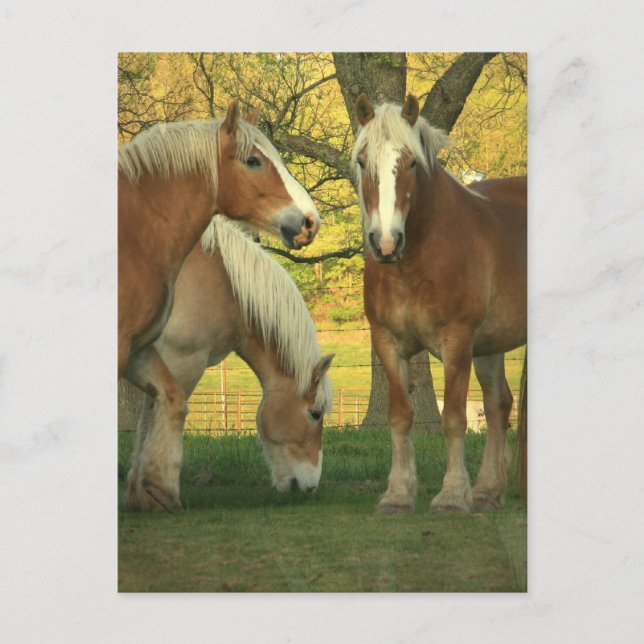 Palomino Draught Horses Postcard (Front)