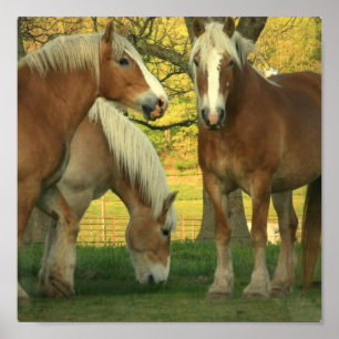Palomino Draught Horses Poster
