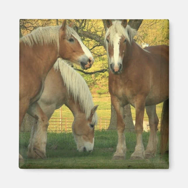 Palomino Draught Horses Square Magnet (Front)