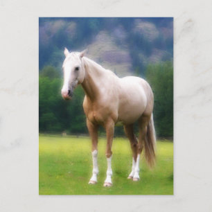 Palomino Dream Horse Postcard