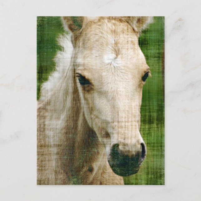 Palomino Foal Postcard (Front)