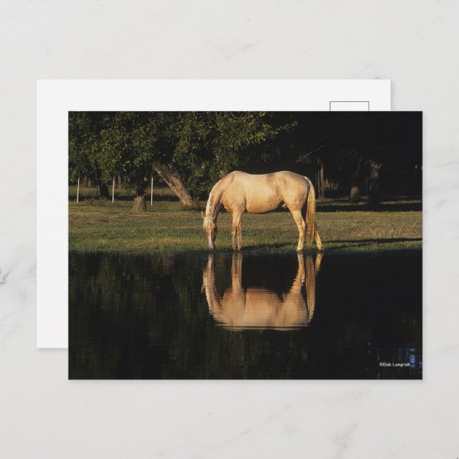 Palomino Grazing By Lake With Reflection Postcard (Front/Back)