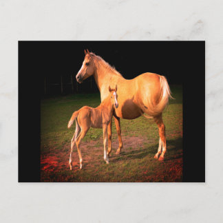 Palomino Horse and Colt Postcard