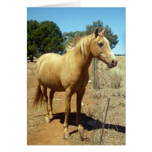 Palomino Horse Beauty, (Front)