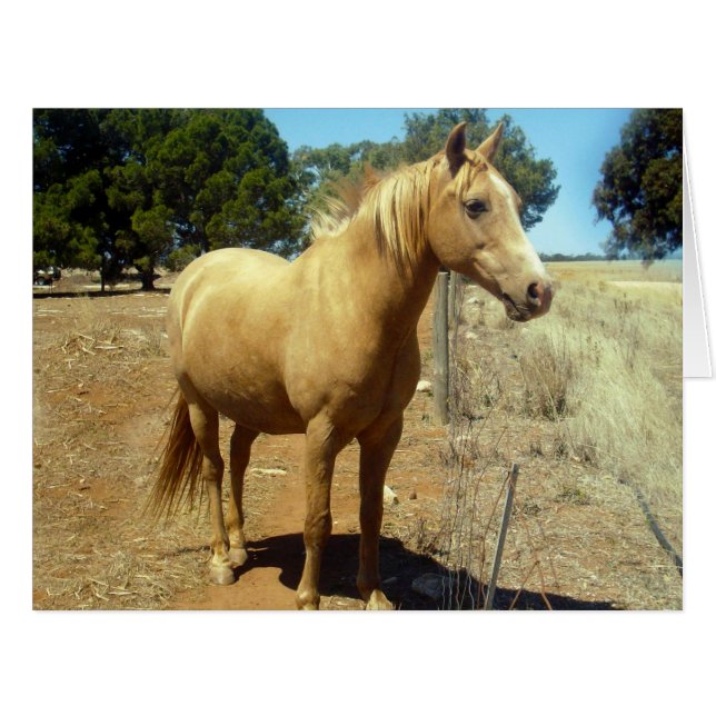 Palomino Horse Beauty, (Front Horizontal)
