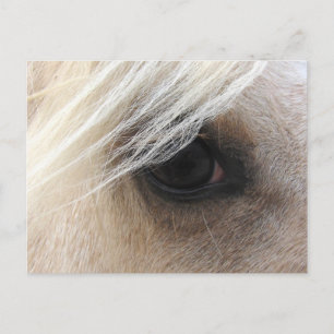 Palomino Horse Eye Postcard