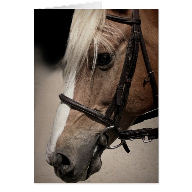 Palomino Horse in Bridle (Front)