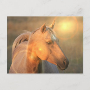Palomino Horse in Light Postcard