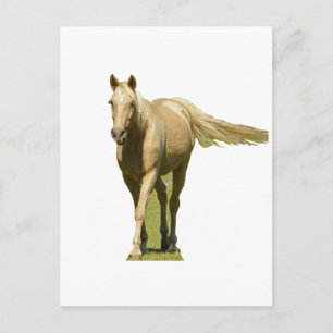 Palomino Horse Postcard
