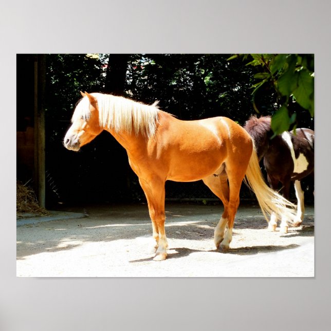 Palomino horse poster (Front)