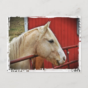 Palomino Horse Red Barn Postcard