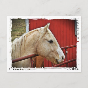 Palomino Horse Red Barn Red Gate White Border Postcard