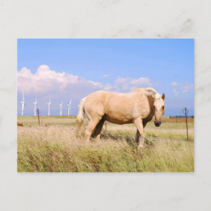 Palomino Horse With Windmills Postcard