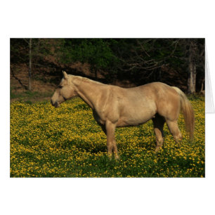 Palomino in Yellow Flowers