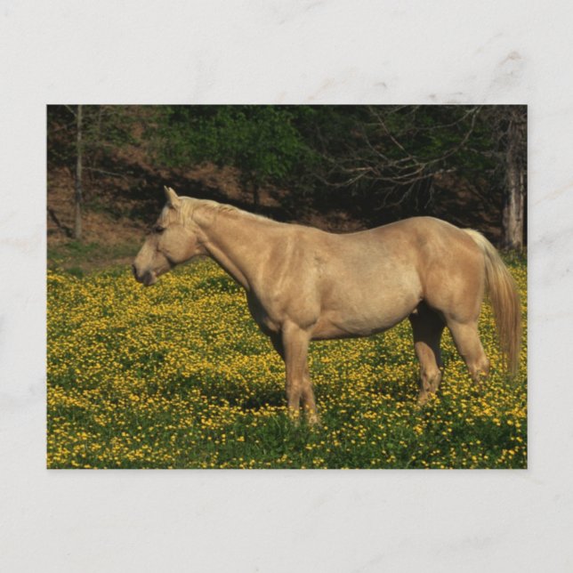 Palomino in Yellow Flowers Postcard (Front)