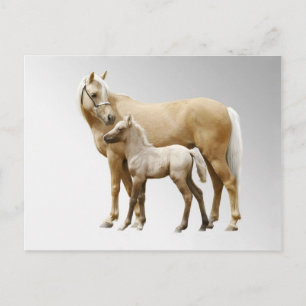 Palomino Mare & Foal Postcard