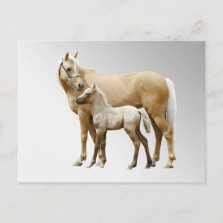 Palomino Mare & Foal Postcard