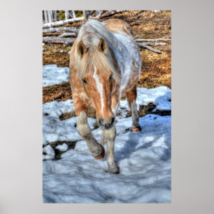 Palomino Paint Ranch Horse & Snow Equine-lover Poster