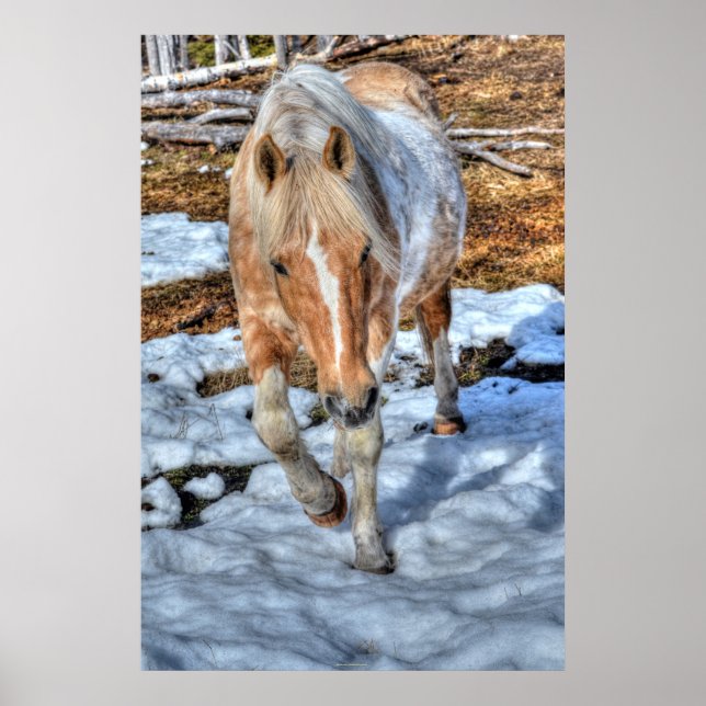 Palomino Paint Ranch Horse & Snow Equine-lover Poster (Front)
