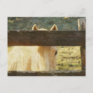 Palomino Peeking Through Fence Postcard