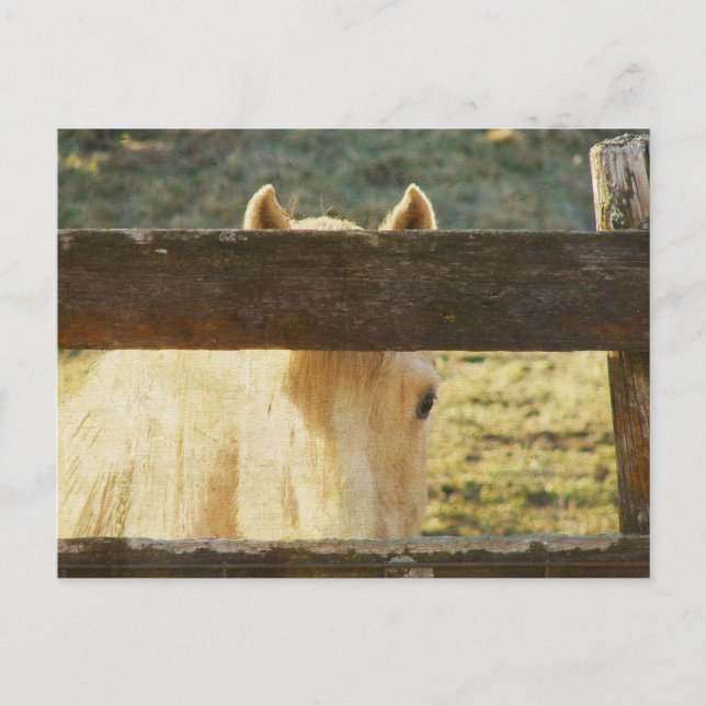 Palomino Peeking Through Fence Postcard (Front)